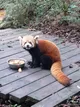 red panda